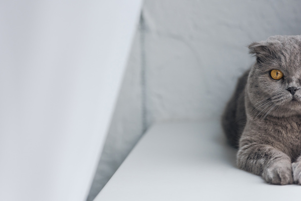 обрезанный снимок очаровательной серой кошки, лежащей на подоконнике и смотрящей в камеру
 - Фото, изображение