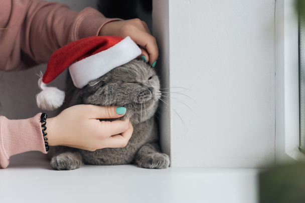 cropped shot of woman petting unhappy grey cat in santa hat while he lying on windowsill - Photo, Image