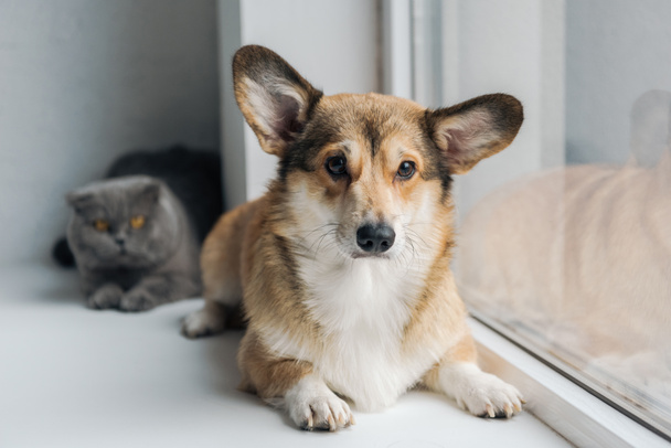 cute scottish fold cat and adorable corgi dog lying on windowsill together - Zdjęcie, obraz