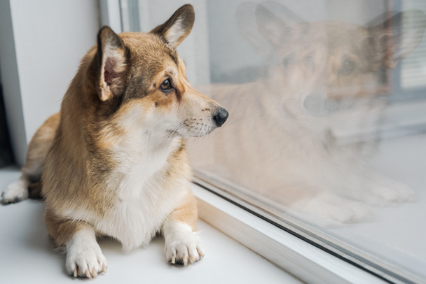 bonito corgi cão deitado no peitoril da janela e olhando através da janela
 - Foto, Imagem
