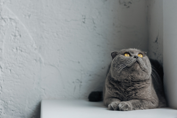 close-up shot of cute scottish fold cat lying on windowsill and looking up - Foto, afbeelding