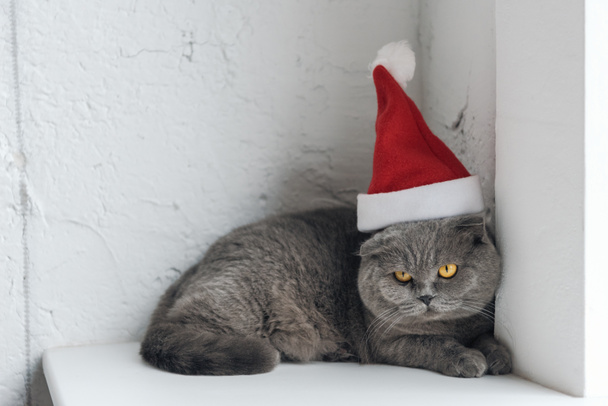 close-up shot of cute scottish fold cat in santa hat lying on windowsill - Photo, image