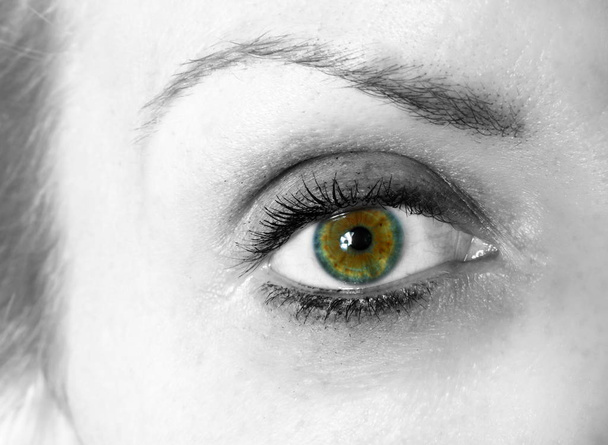 Closeup of the female eye - Photo, Image