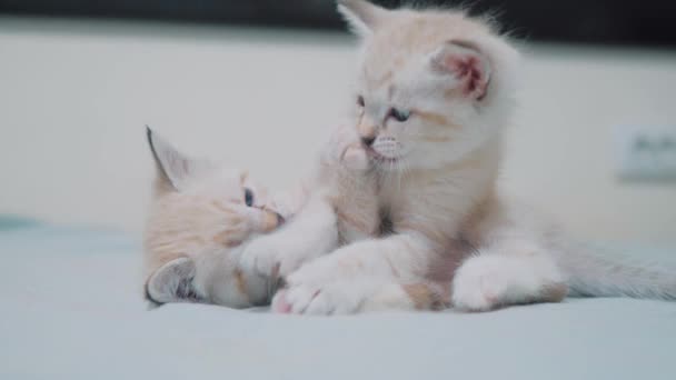 two little white kitty kittens play fighting on the bed funny video. white cats two kitten playing sleeps bite each other. little lifestyle cat cute beautiful kittens concept - Záběry, video