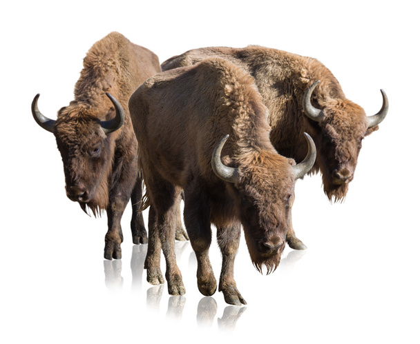groep van bisons - Foto, afbeelding