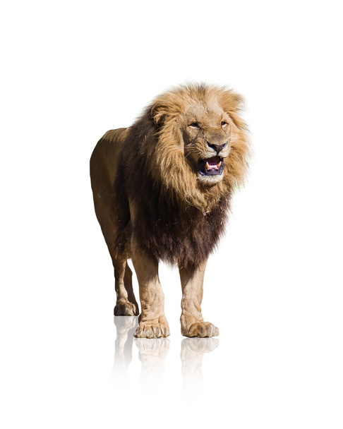 Porträt des wilden Löwen - Foto, Bild