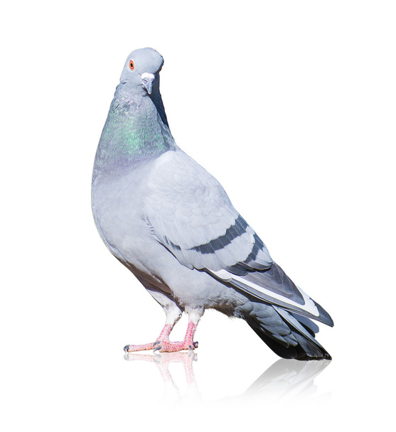 Retrato de paloma gris
 - Foto, imagen