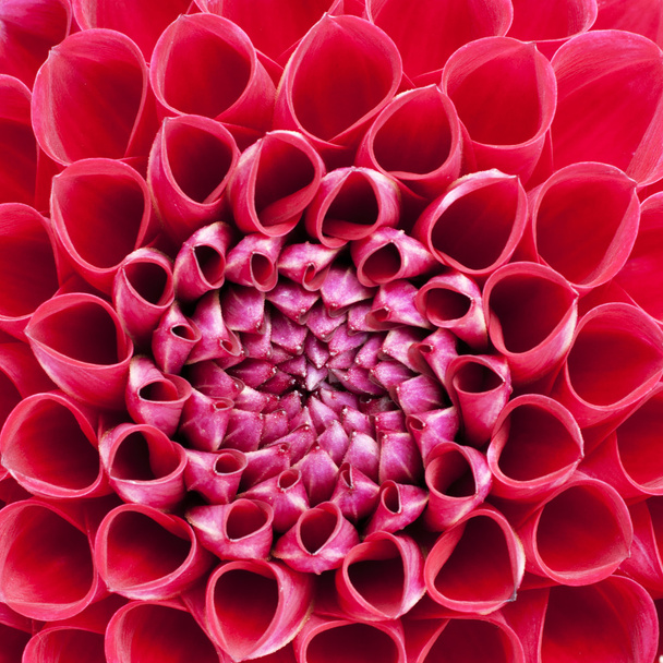 firy rode lamp dahlia in extreme close-up - Foto, afbeelding