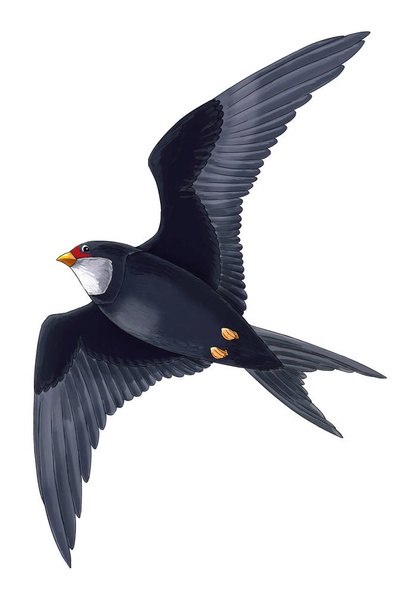 cartoon fairy tale animal character - flying cuckoo bird - illustration for children - Foto, afbeelding