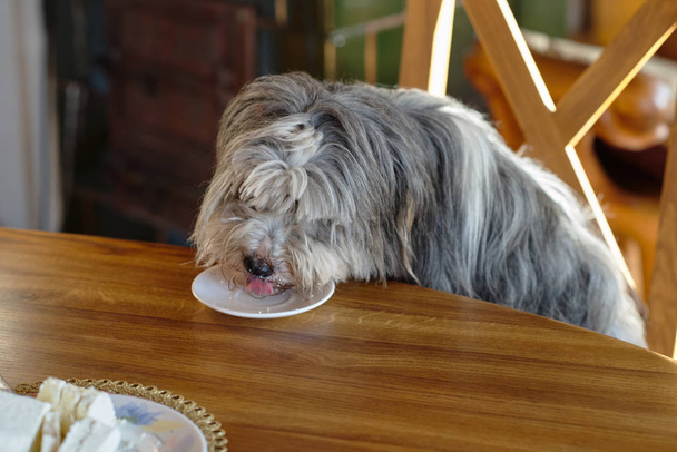 Серый пес идет к столу. Портрет собаки. Собака ест с тарелки.
. - Фото, изображение