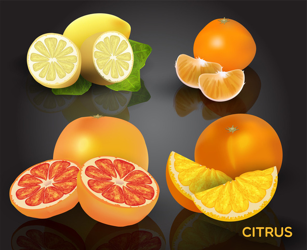 Set of citrus fruits - lemon, orange, grapefruit and mandarin. - Vector, Image