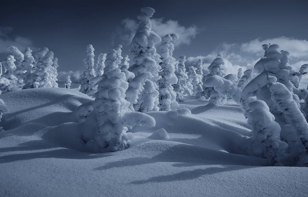 Forest in winter clothes. Siberia - Φωτογραφία, εικόνα