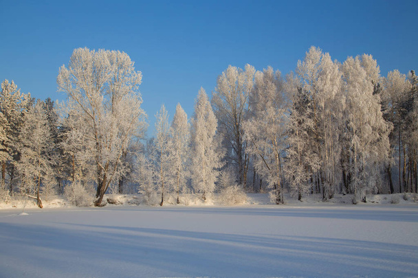 Fabulous winter forest. Siberia - Foto, afbeelding
