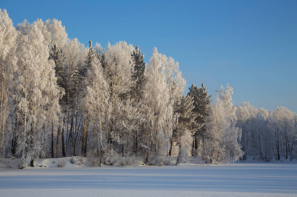 The forest was covered with snow. Siberia - Foto, afbeelding