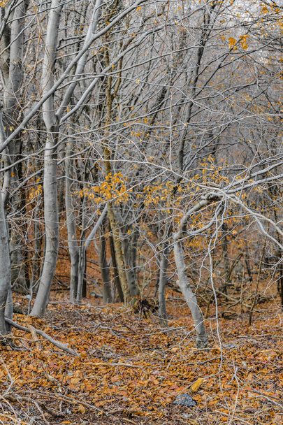 Dry forest with grey trees and orange leaves at piamonte district, Italy - Foto, Bild