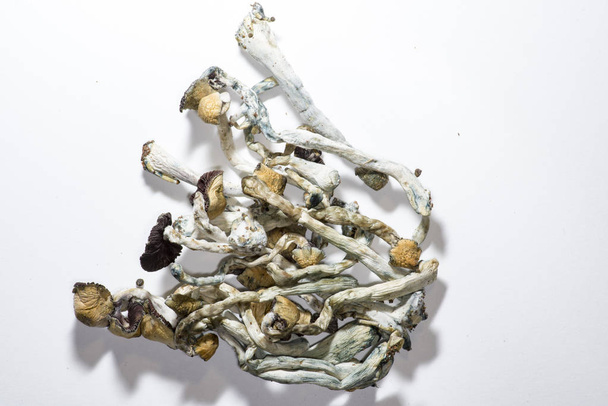 grzyby narkotyczne, suchej substancji odurzających - Zdjęcie, obraz