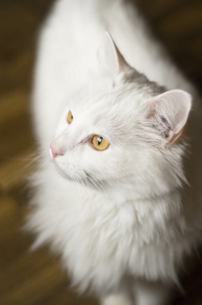witte kat - Foto, afbeelding