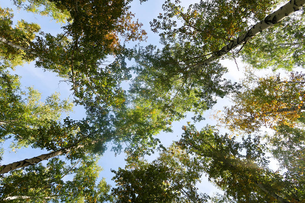 bříza lesní pohled k obloze, podzimní příroda - Fotografie, Obrázek