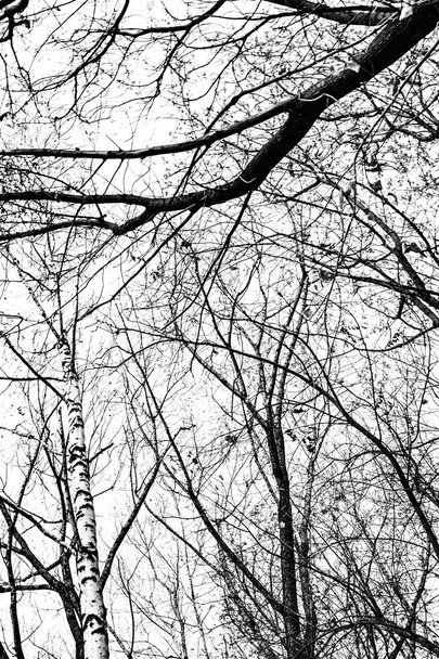 Arbre branches silhouette sur fond blanc - Photo, image