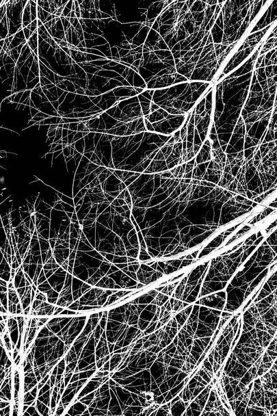 árvore ramos silhueta branca no fundo preto
 - Foto, Imagem