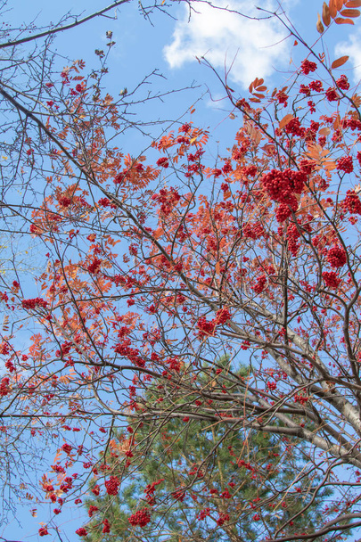 autunno albero ashberry colori vivaci della natura
 - Foto, immagini