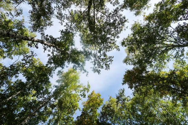 nyír-erdőre az égre, őszi természet - Fotó, kép
