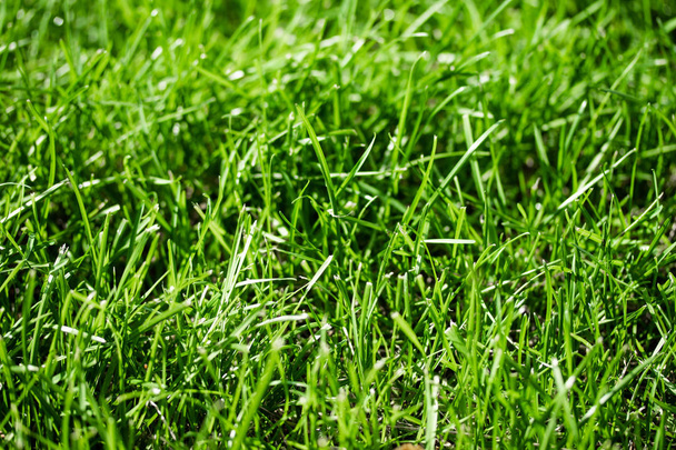 green grass with a bokeh blurred background - Фото, зображення