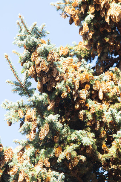 cones de pinheiro em abeto azul
 - Foto, Imagem