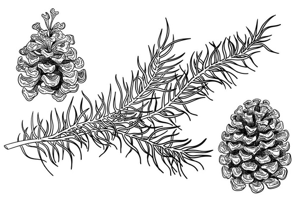 Fir branch and cone sketches isolated on white. - Vektör, Görsel