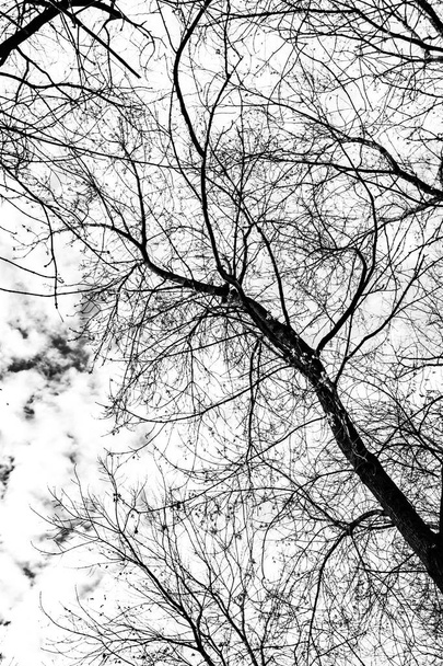 Stromové větve silueta na bílém pozadí - Fotografie, Obrázek