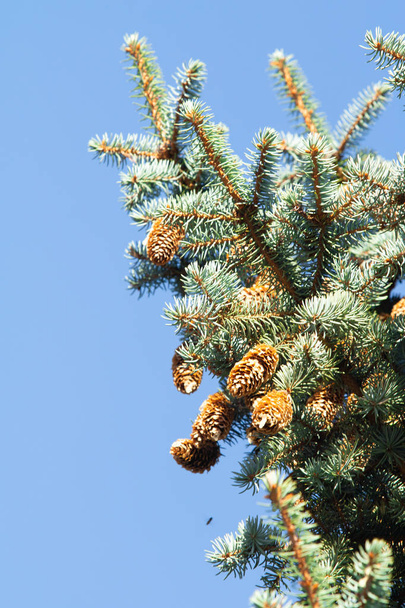 conos de pino sobre abeto azul
 - Foto, imagen