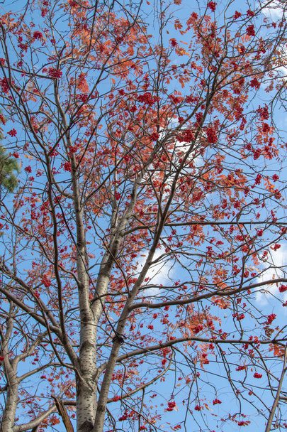 őszi fa ashberry élénk színek a természet - Fotó, kép