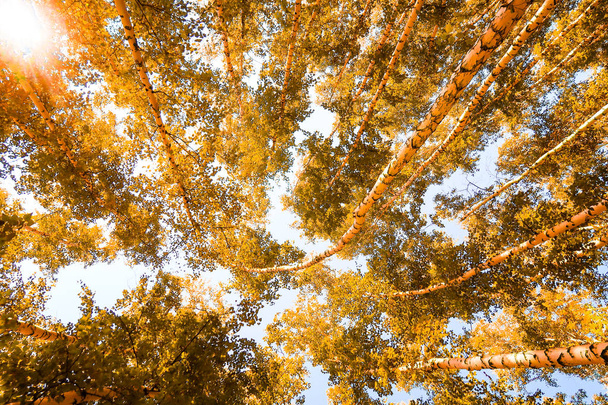sárga nyír levelek őszi ég háttere - Fotó, kép