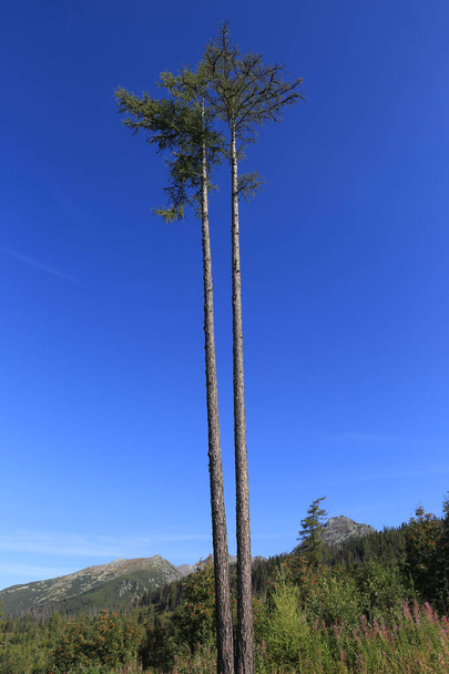 two tall pine trees in the mountains against a blue sky, Slovakia - Fotó, kép