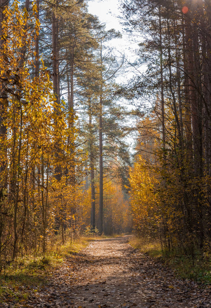 Herbstliche Szenerie. schöner Goldfall im Wald. - Foto, Bild