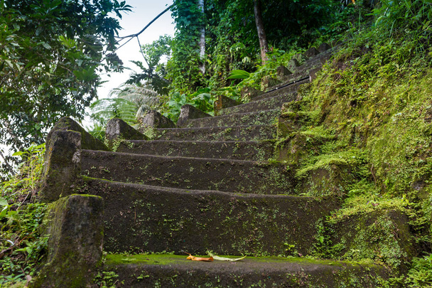 Чарівні кам'яні сходи, що проходять довгий шлях в тунель свіжозеленого щільного лісу
. - Фото, зображення