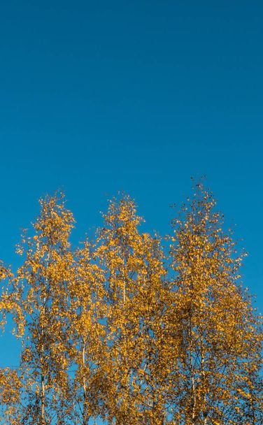 Colourful leaves in autumn season - Fotoğraf, Görsel