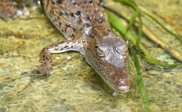 Cocodrilo joven (Crocodylus acutus) en sus aguas de hábitat en el salvaje río selva tropical de Panamá
. - Foto, Imagen