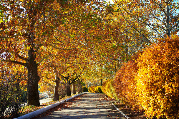 árvores bonitas na rua da cidade, estação de outono
 - Foto, Imagem