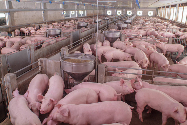 Porcos curiosos na fazenda de criação de suínos no negócio de suínos na fazenda de habitação coberta arrumada e limpa, com a mãe de porco alimentando o leitão
 - Foto, Imagem