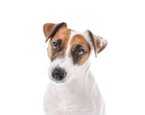 Милий смішний собака на білому тлі
 - Фото, зображення