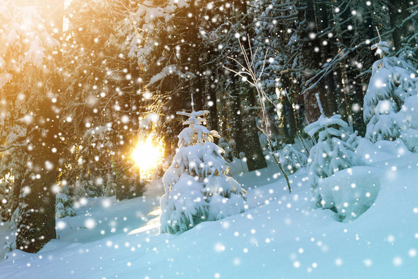 Hóval borított téli erdő kis fenyő - Fotó, kép