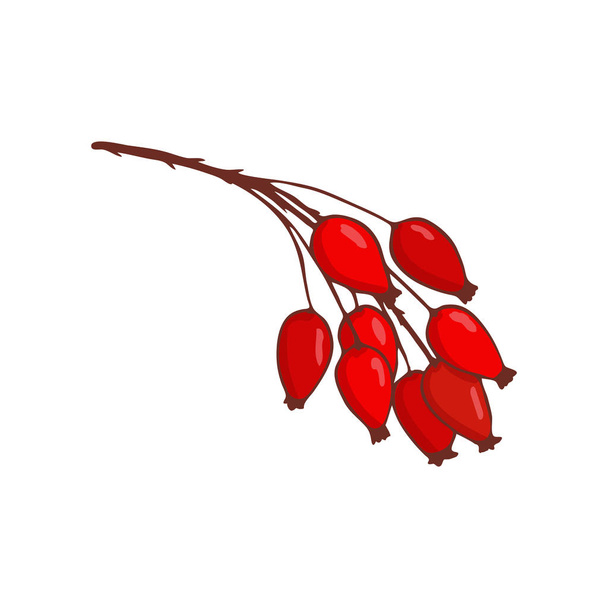 пучок шипшини або шипшини. Ізольована гілочка з червоними ягодами
 - Вектор, зображення