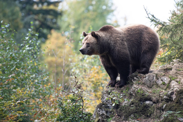 Barna medve állva a rock a Bayerischer Wald Nemzeti Park, Németország - Fotó, kép