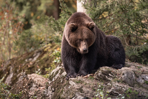 O urso-pardo está sentado na rocha no Parque Nacional Bayerischer Wald, Alemanha
 - Foto, Imagem