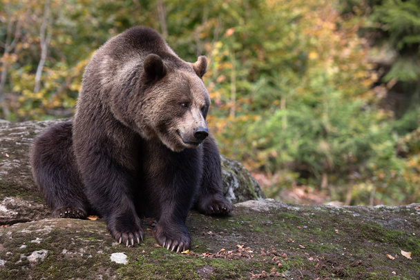 L'ours brun est assis sur le rocher dans le parc national Bayerischer Wald, en Allemagne
 - Photo, image