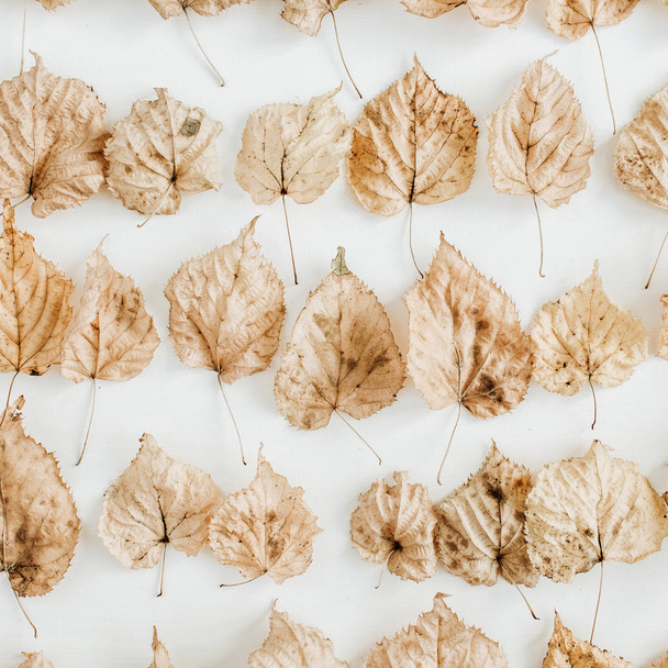 Ξηρό φθινόπωρο φθινόπωρο φύλλα κολάζ σε άσπρο φόντο. Επίπεδη lay, κορυφαία προβολή. - Φωτογραφία, εικόνα