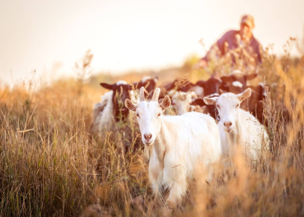 Shepherd leads the goats - Foto, afbeelding
