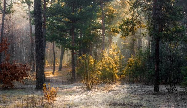 walk in the woods. first snow. autumn colors. coldly. sunlight. Sun rays. frost. morning. - Photo, Image