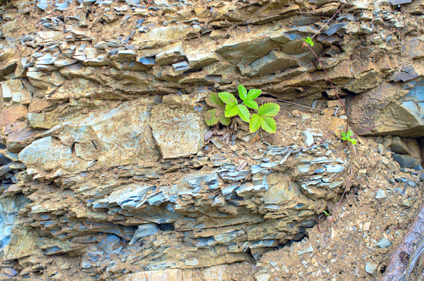 folhas de amora preta em rochas sedimentares. Cárpatos ucranianos
 - Foto, Imagem